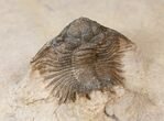 Wonderful Acanthopyge (Lobopyge) Trilobite #15552-2
